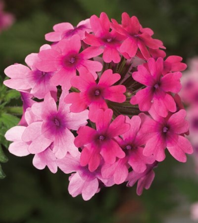 Verbena Lanai® Bright Eye
